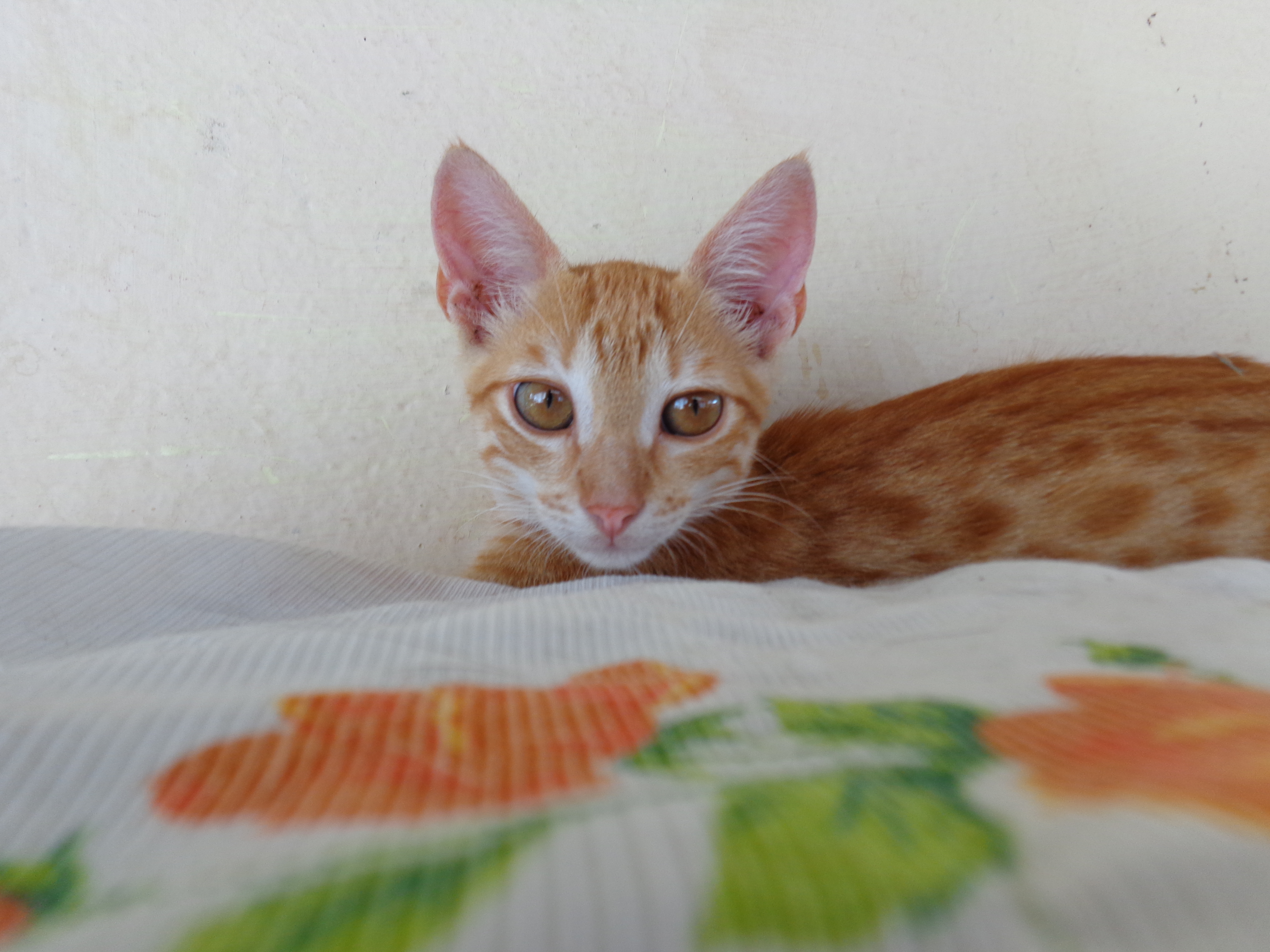 Kitten of Leticia, Columbia